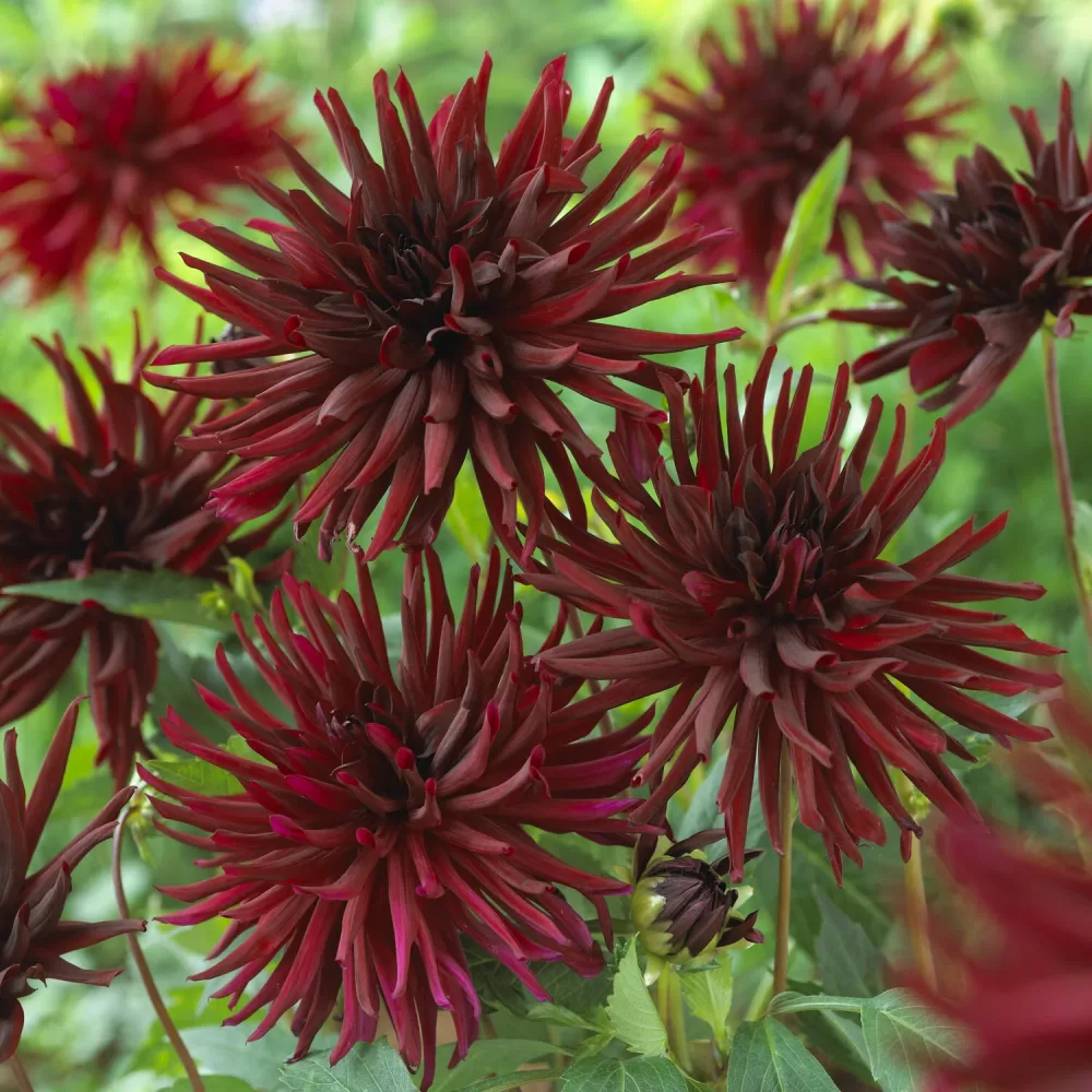 3 Dahlias cactus Black Narcissus Dahlia Black Narcissus