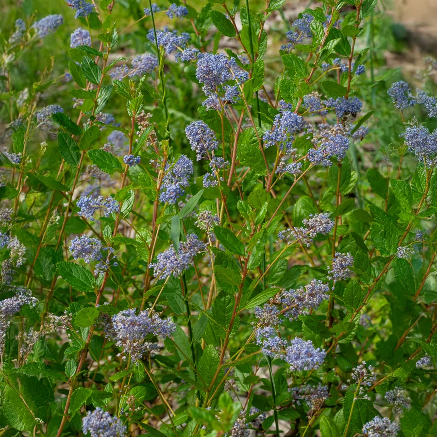 Céanothe Automnal Blue - Lilas de Californie Ceanothus Autumnal Blue