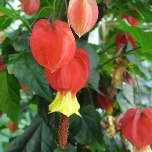 Abutilon Megapotanicum - Le pot de 3 litres
