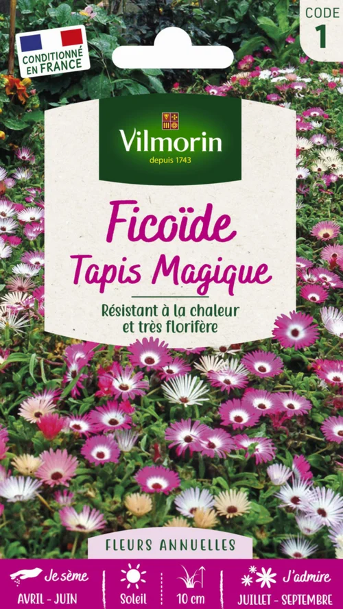 Ficoïde Tapis Magique Vilmorin - graines à semer