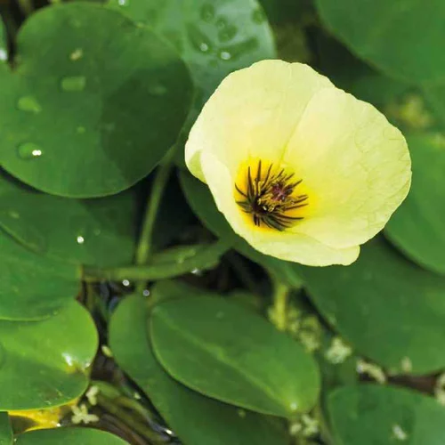 Houttuynia cordata caméléon pot de 3 litres