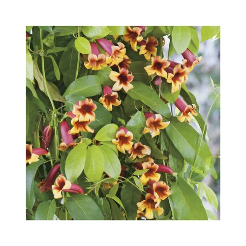 BIGNONIA CAPREOLATA. Le pot de 3 litres