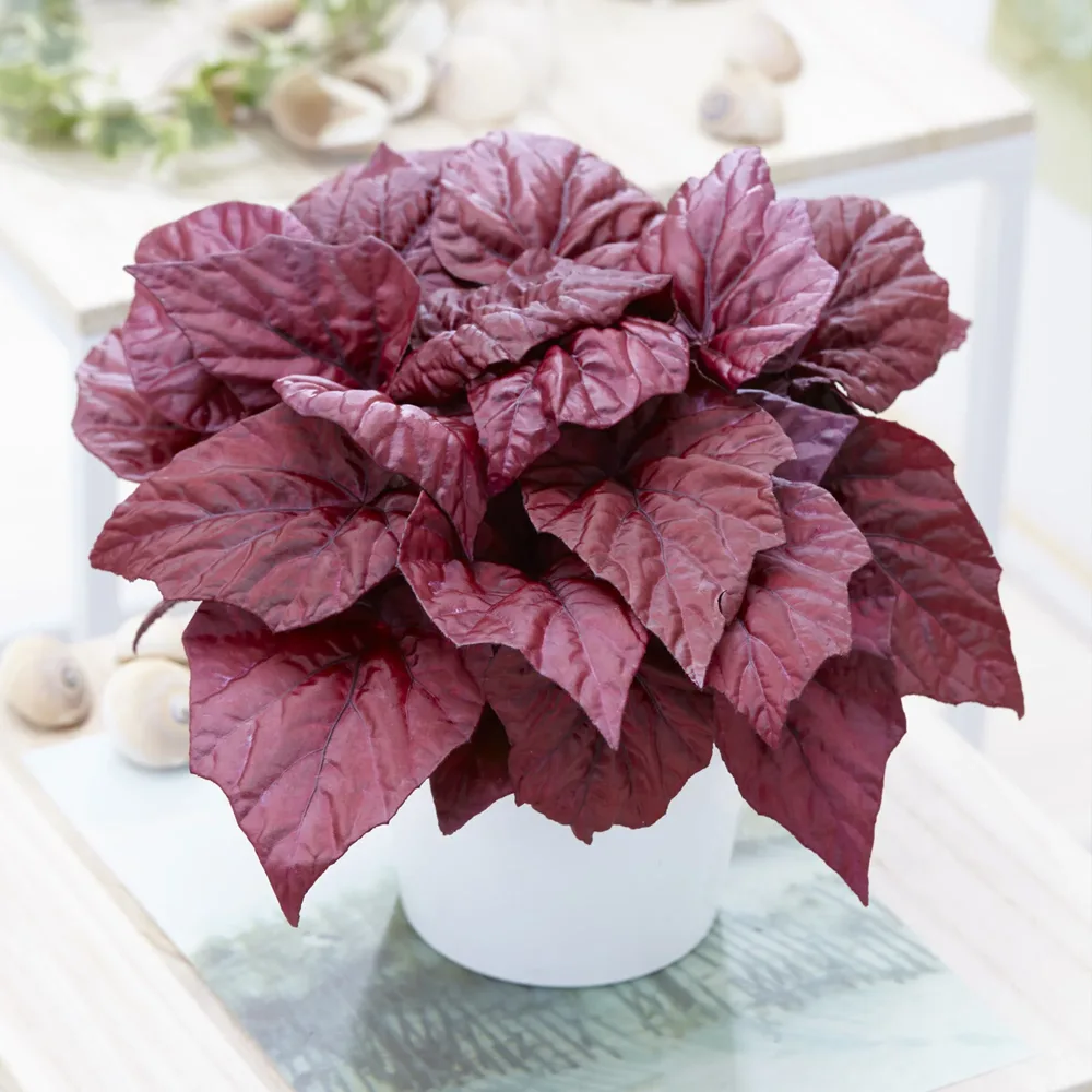 Bégonia Beleaf Inca Flame Begonia rex Beleaf Inca Flame