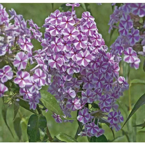 Phlox Maculata Rose et blanc - Le pot de 9 x 9 cm