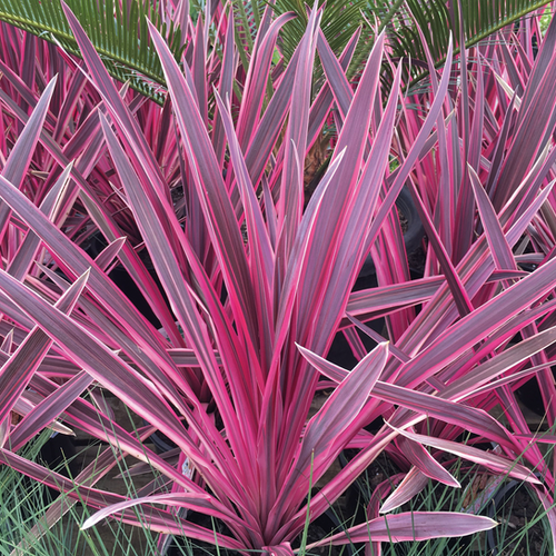 CORDYLINE 'CHARLIE BOY' - POT DE 7L