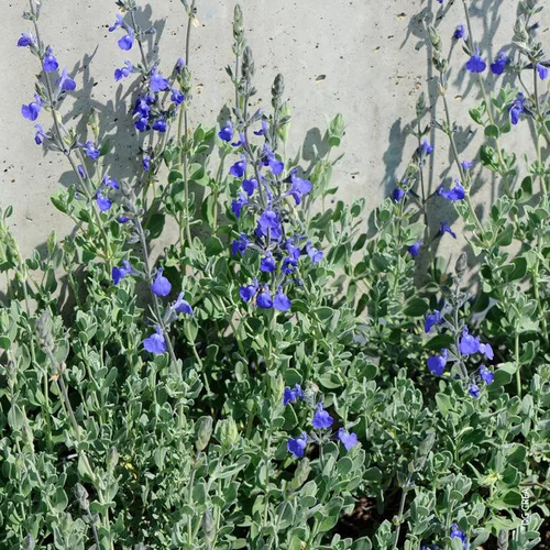 Salvia Chamaedryoides - Le pot de 2,5 litres