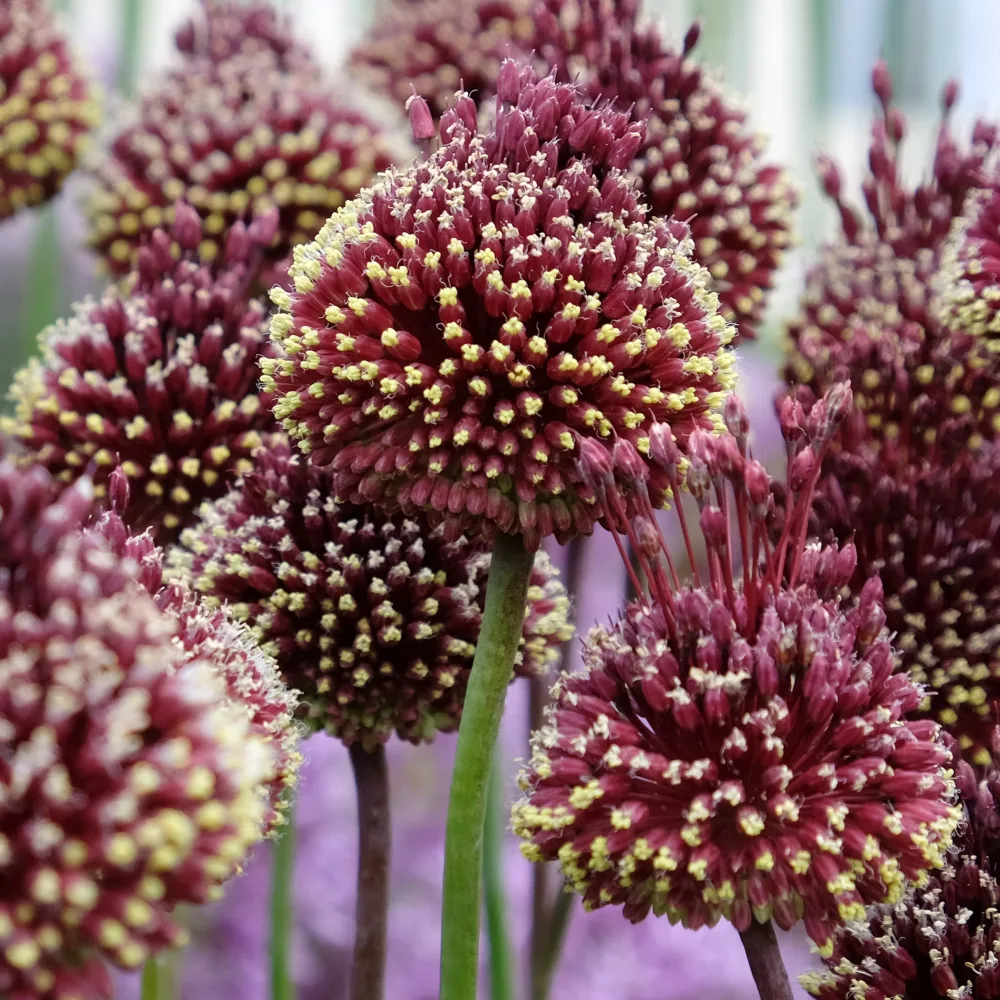2 Ails d'ornement Red Mohican Allium amethystinum 'red mohican'