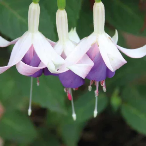 Fuchsia Delta Sarah - Le pot de 9 x 9 cm
