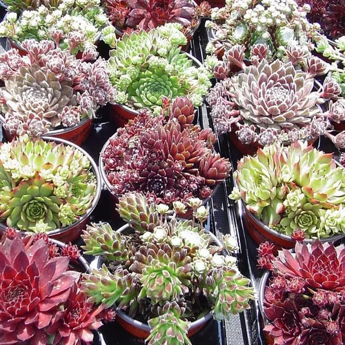 Sempervivum - Le pack de 4 plants