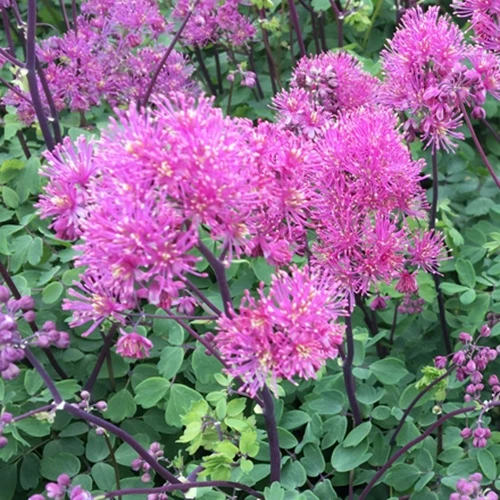 Pigamon Little Pinkie Thalictrum little pinkie ( censation series )