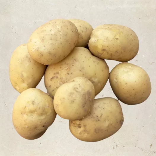 Pomme de terre Etincelle - 1kg | Plants Bio