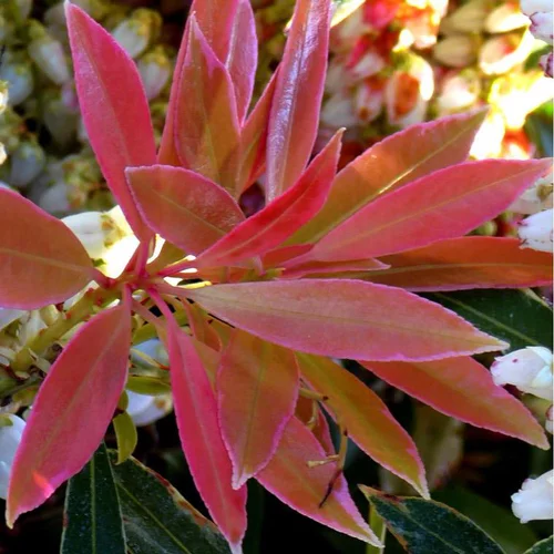 Pieris Japonica Forest Flame rouge en pot