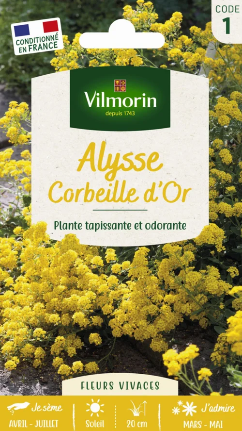 Alysse Corbeille d'Or Vilmorin - graines à semer