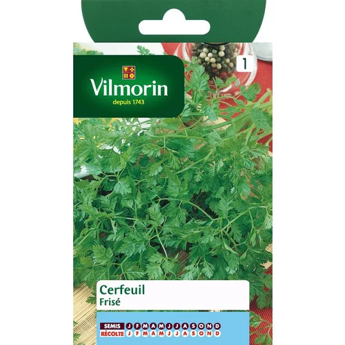 Graines de cerfeuil frisé Vilmorin - graines à semer