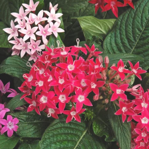 Pentas ou étoile égyptienne - Le pot de 3 litres
