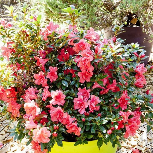 Azalée Encore Princess rose. Le pot de 4 litres