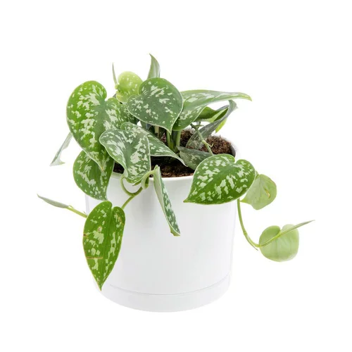 Pothos pictus vert en pot blanc émaillé botanic®. Le pot Ø 15 cm