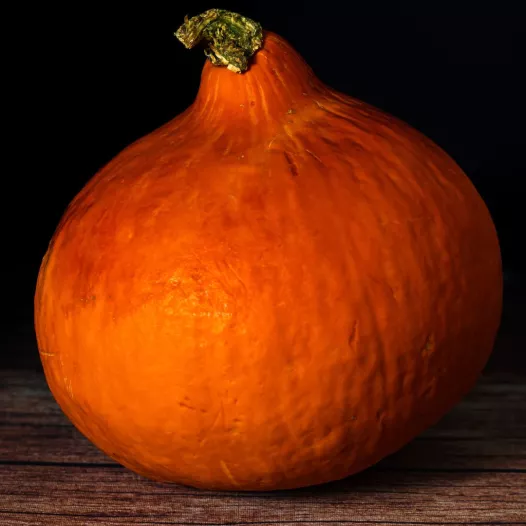 Semences bio de Potimarron Red Kuri