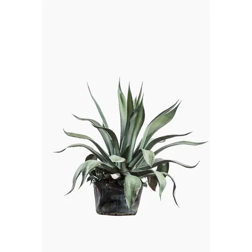 Agave Americana Vert (Agave américain) en pot de 5 L vert