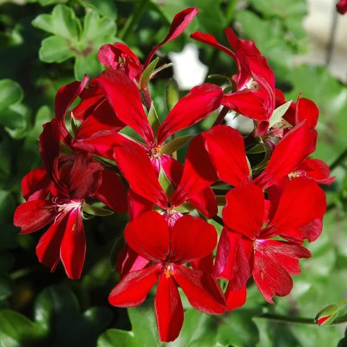 Géranium Lierre double à fleurs multicolores - La barquette de 6 plants