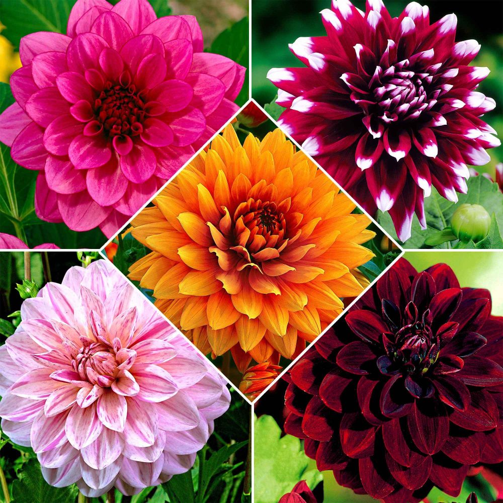 5 Dahlias à grandes fleurs en mélange Dahlia