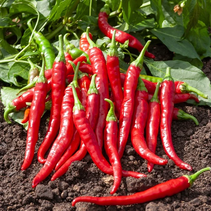 Piment de Cayenne Capsicum annuum cayenne