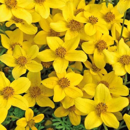 Bidens jaune - Le pot de 9 x 9 cm