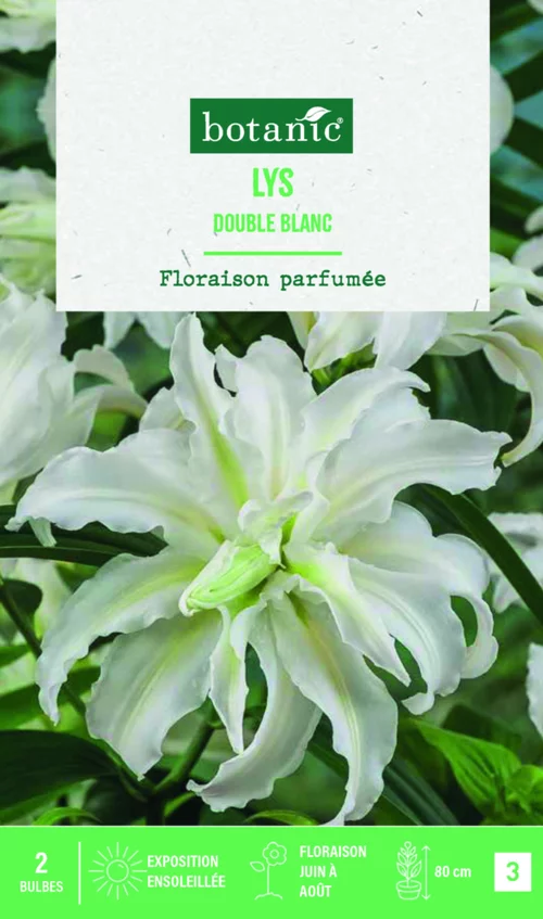 Bulbes de fleurs Lys oriental double blanc botanic® - 2 bulbes