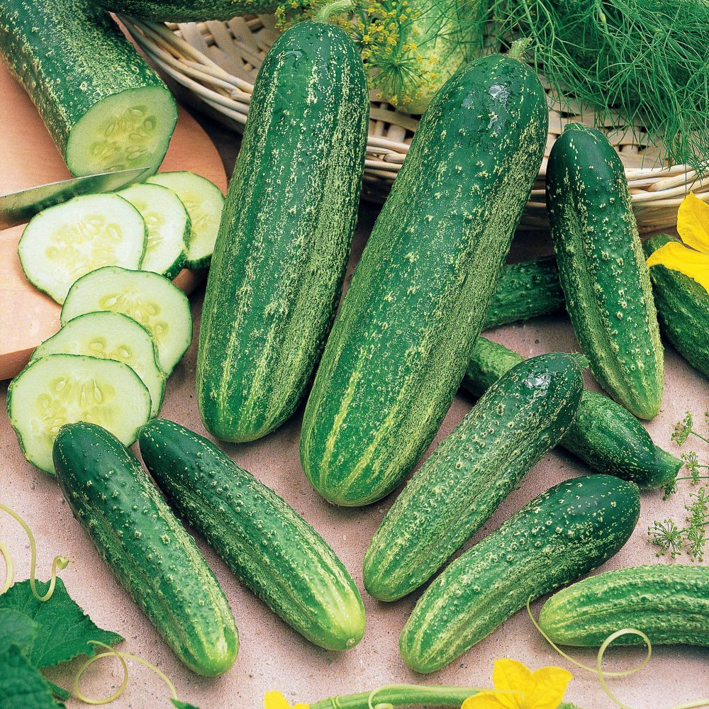Cornichon concombre Delikatess Cucumis sativus delikatess