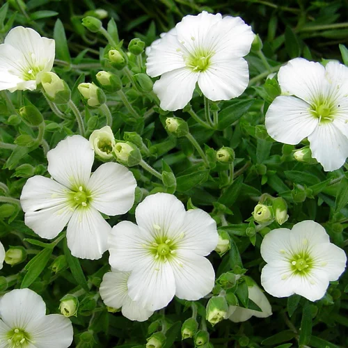 Arenaria Montana White (Blanc). Le pot de 2 litres