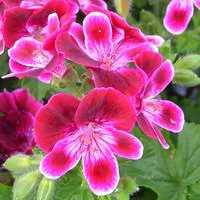 Géranium pensée à grandes fleurs tige - Le pot de 2,5 litres