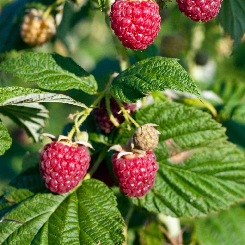 Framboisier nain Sweet Sister Rubus idaeus 'sweet sister'