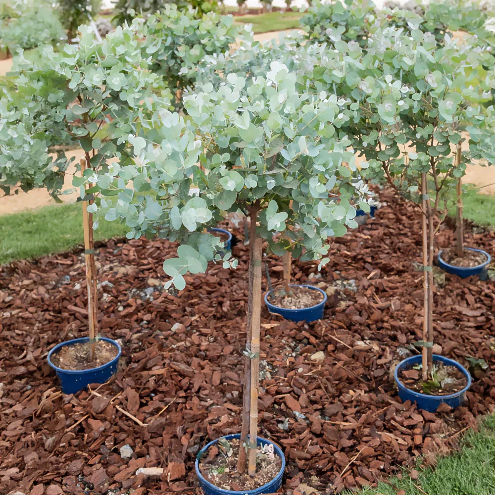 Eucalyptus sur tige Eucalyptus baby blue