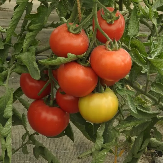 Tomate Belle de Lorraine | Semences bio et reproductibles [ Semailles