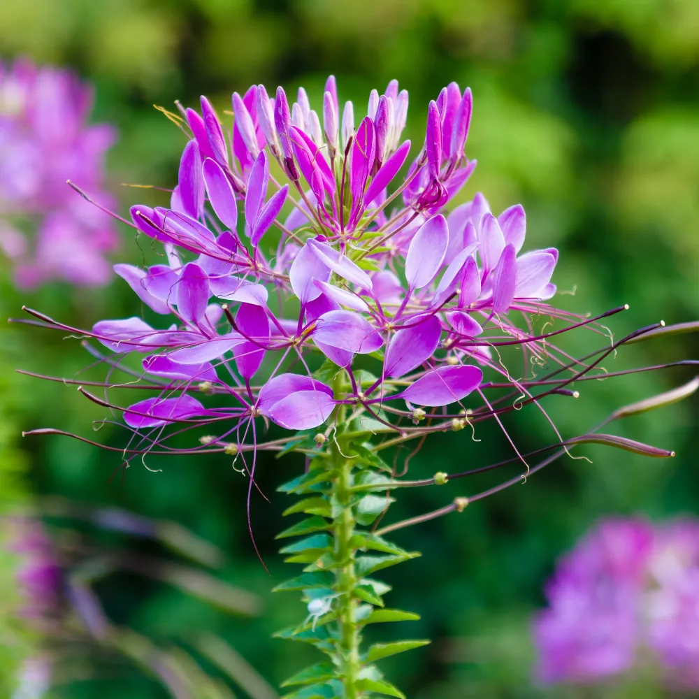 Cléome Violet Queen Cleome hassleriana Violet Queen
