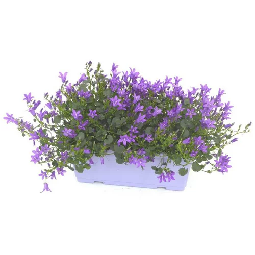 Campanule à fleurs bleues - La jardinière de 40 cm