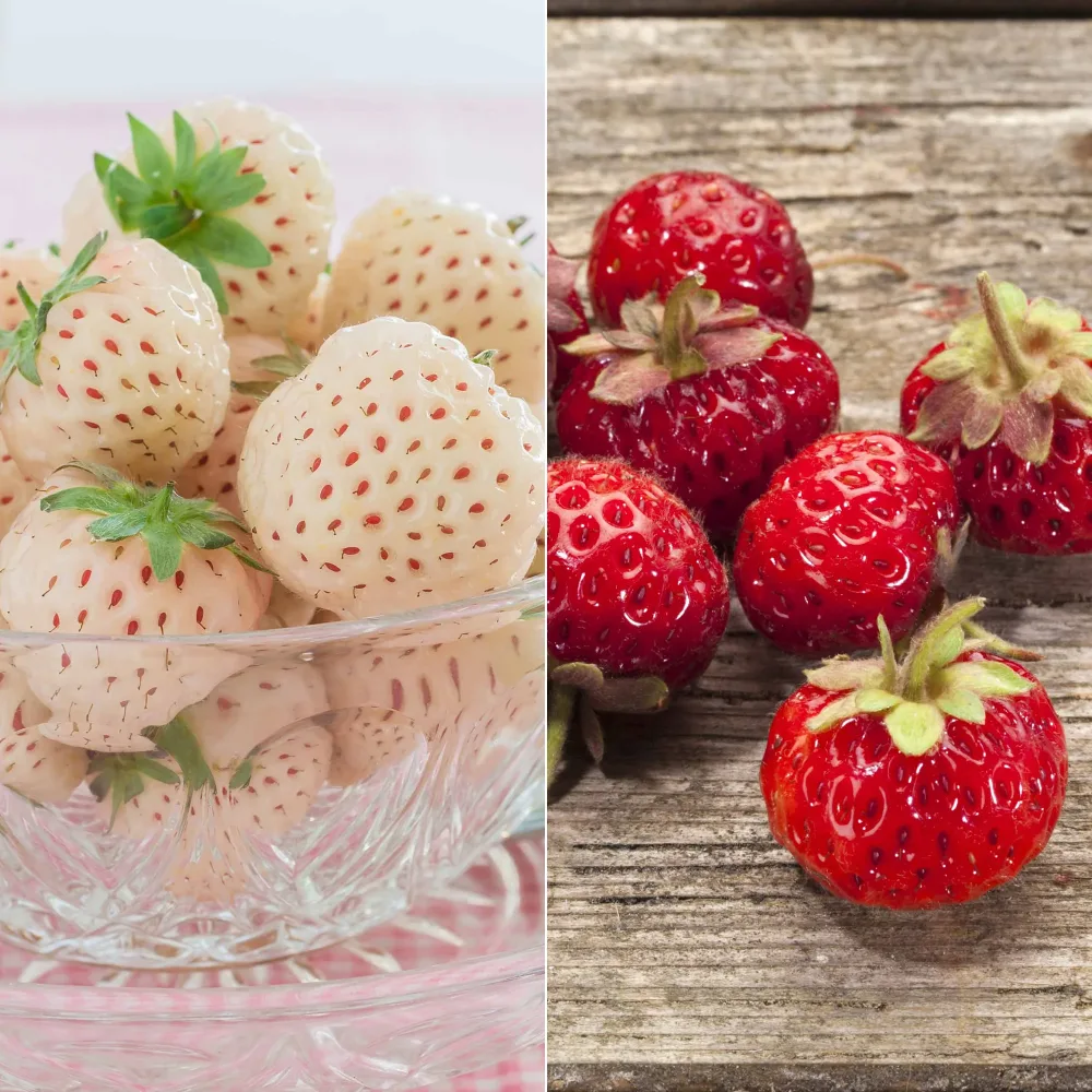 Collection de 4 fraisiers originaux Fragaria pineberry ® framberry ®