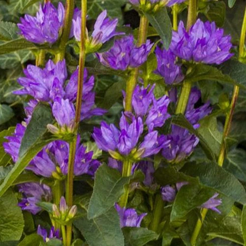 Campanule agglomérée Freya Campanula glomerata freya