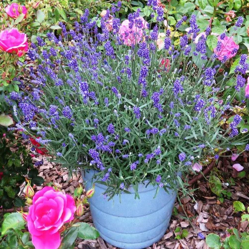 Lavande Bleu de Gien. Le pot de 4 litres