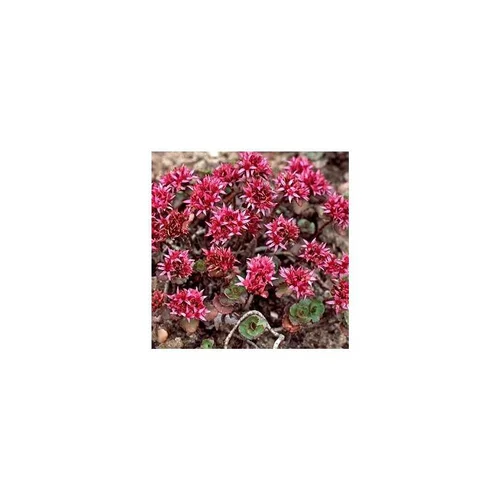 Sedum Spurium - La barquette de 6 plants
