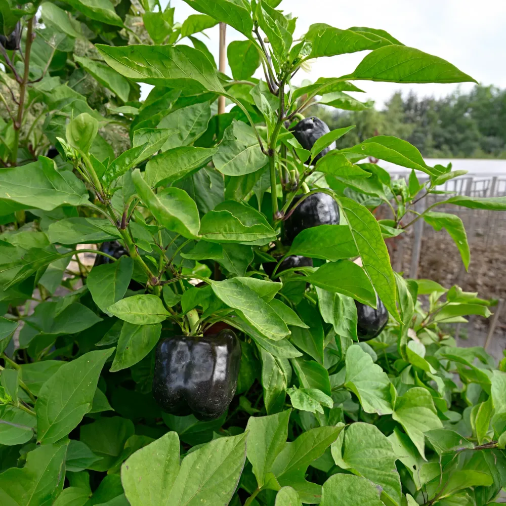 3 Plants de Poivron Bellania Capsicum anuum bellania