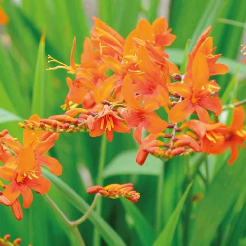 Crocosmia Orange - Le pot de 9 x 9 cm