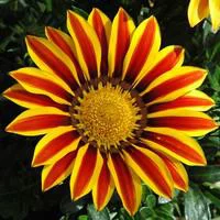 Gazania - La coupe de 20 cm
