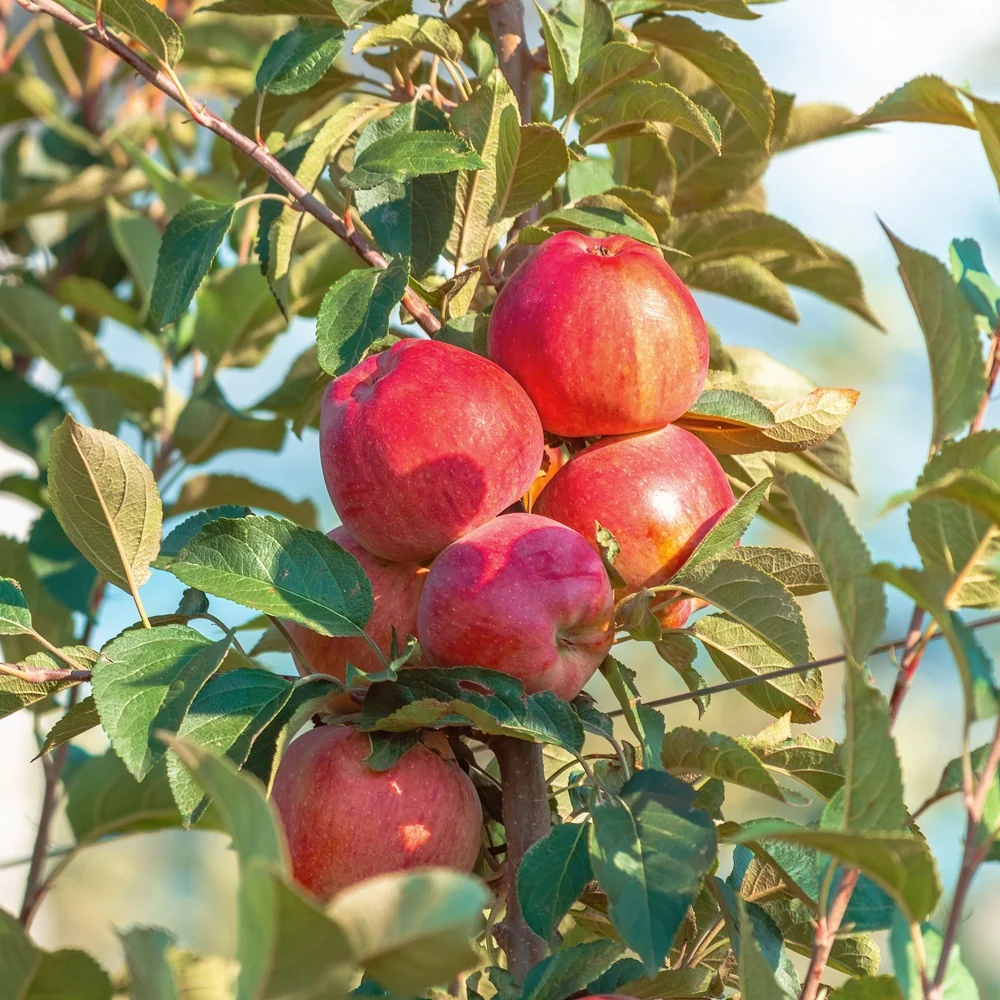 Pommier Summerred Malus domestica summerred