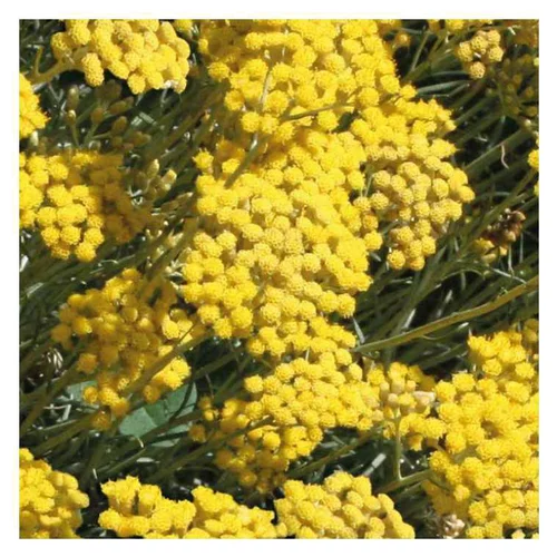 Helichrysum rampant à petites feuilles - Le pot de 9 x 9 cm