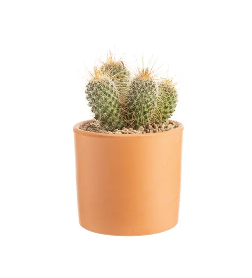 Cactus mix botanic®. Le pot en terre cuite de Ø 14 cm