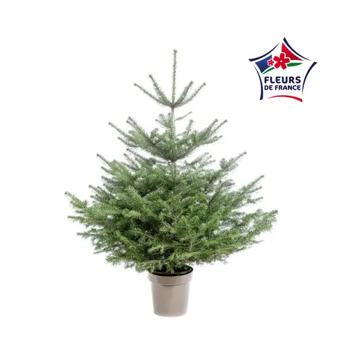Sapin de Noël naturel en pot Nordmann botanic® - 150 à 175 cm