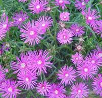 Delosperma Cooperi - Le pot de 2,5 litres