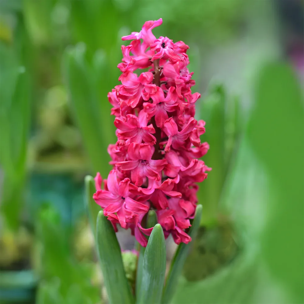 6 Jacinthes Jan Bos rouge Hyacinthus orientalis Jan Bos