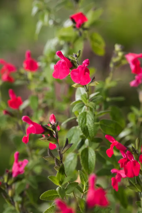 Sauge arbustive Microphylla botanic® rouge. Le pot de 2 L